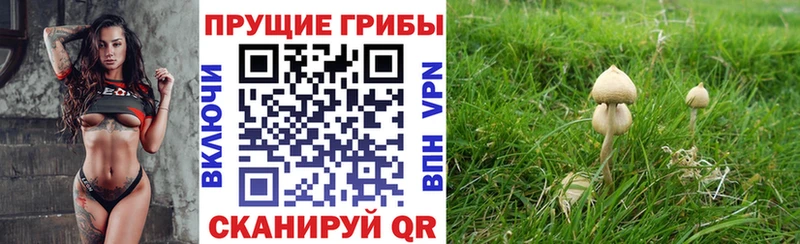 Купить  Спас-Деменск  Галлюциногенные грибы Psilocybe 